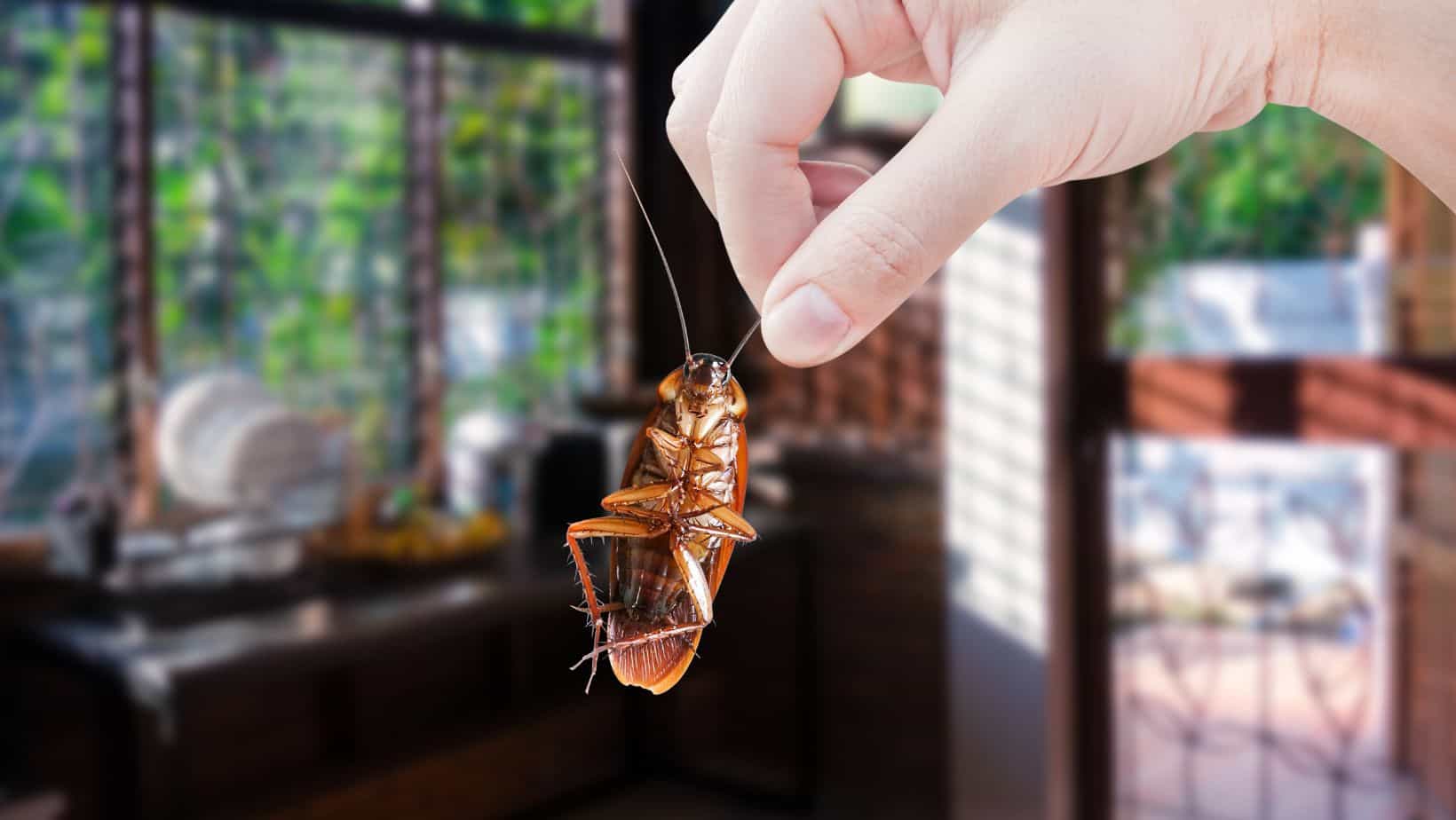 Gândacii de bucătărie: ce sunt, de ce apar și soluții